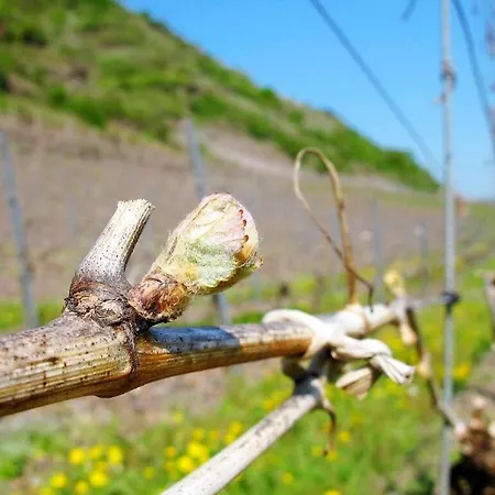 Apartmán Winzerstube In The Hommes Winery Ernst